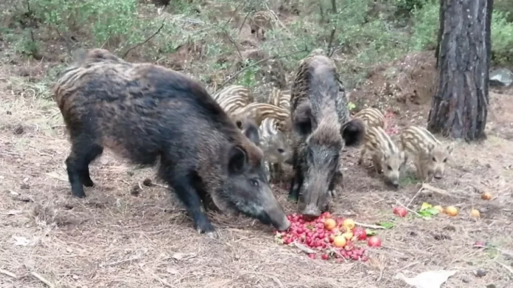 Marmaris’te domuzlara  Belediye’den yiyecek