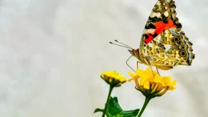 MARFOD’dan 2. Online Yarışma