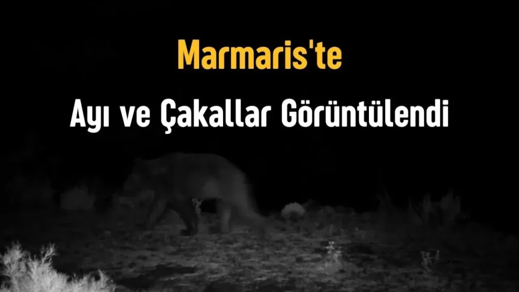 Muğla’da Koruma Altındaki Yaban Hayatı Foto Kapanlarla Takip Ediliyor