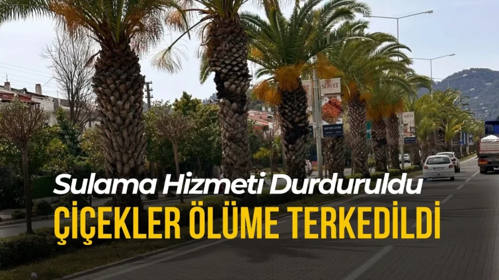 Marmaris’te Refüjlerdeki Çiçekler Kurumaya Terk Edildi!
