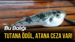Balon Balığı Ölüsünü Sahilde Bırakanlara Büyük Ceza!