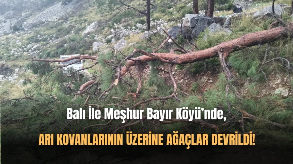 Fırtınanın Etkisiyle Arı Kovanlarının Üzerine Ağaçlar Devrildi!
